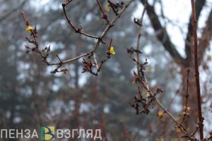 В выходные пензенцев ждет потепление