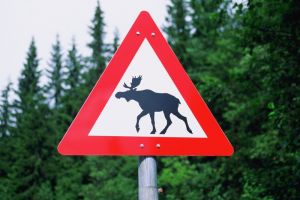 В Пензенской области грузовик сбил лосиху