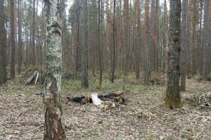 За 2019 год в Пензенской области выявлено более 400 нарушений лесного законодательства