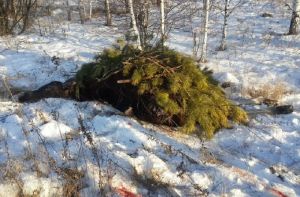 В Пензенской области браконьеры убили самку лося