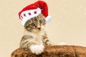14 Января Празднуют Старый Новый Год