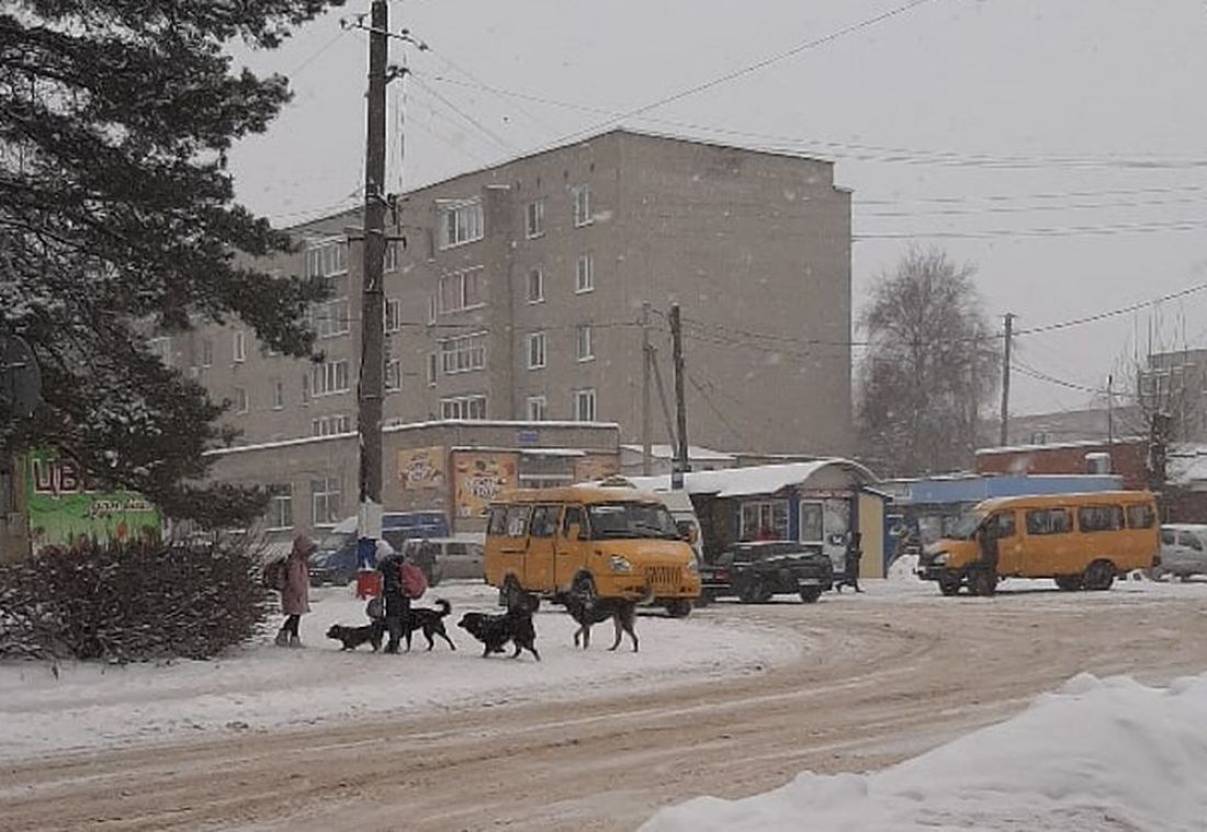 В Каменке Пензенской области стая бродячих собак окружила школьников. Фото