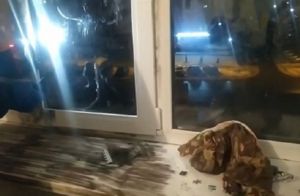 Появилось видео с места падения из окна отца и дочки в селе под Пензой