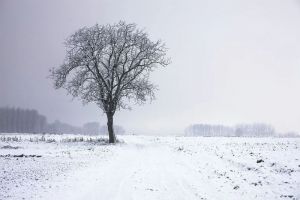 В Пензенской области 83-летний водитель врезался в дерево