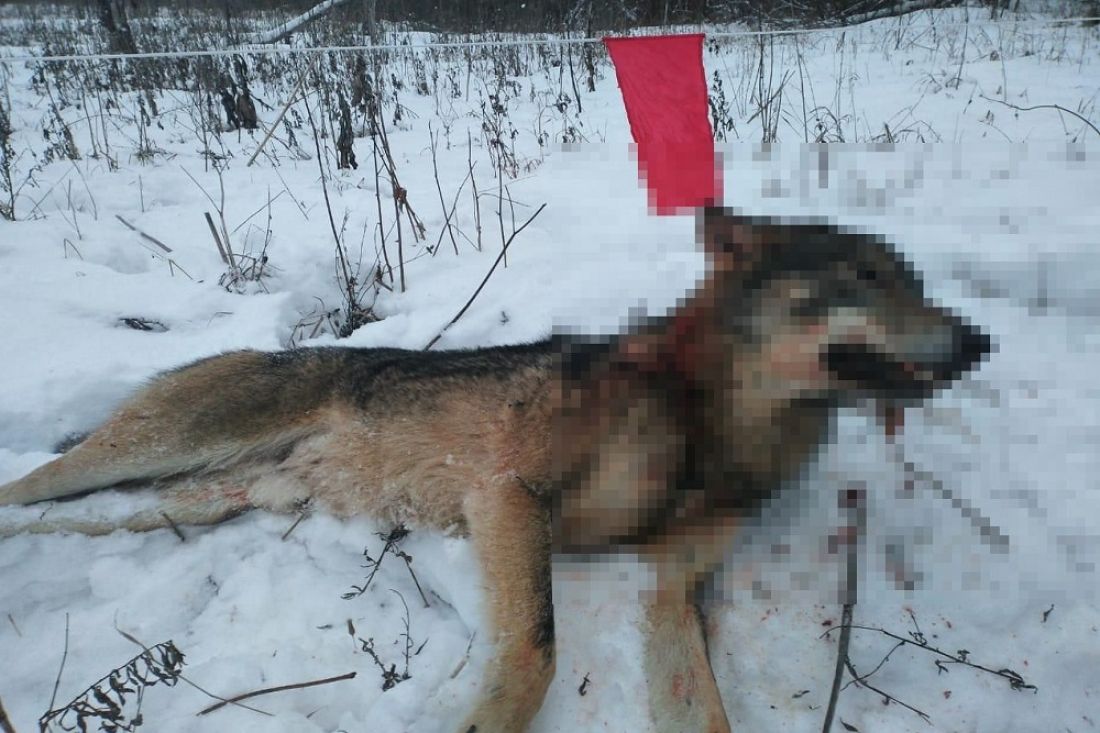 В Пензенской области сокращают численность волков