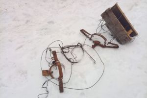 В Пензенской области на бобров незаконно поставили капканы