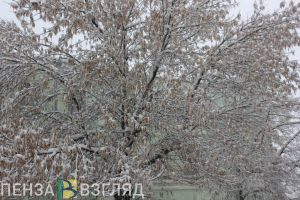 Пензенский Следком проводит проверку по факту смерти пропавшей пенсионерки