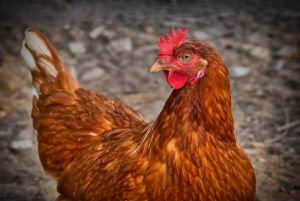 У жительницы Башмаковского района из сарая украли кур