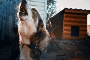 Пензенский Следком проводит проверку по факту нападения собаки на ребенка