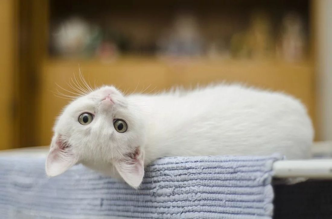 Жительницу Пензы мошенники оставили без котенка