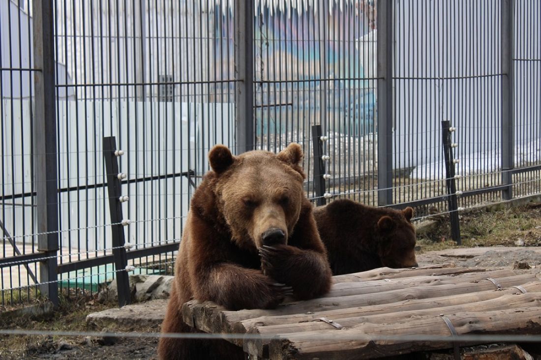 Ленинградский зоопарк бурый медведь