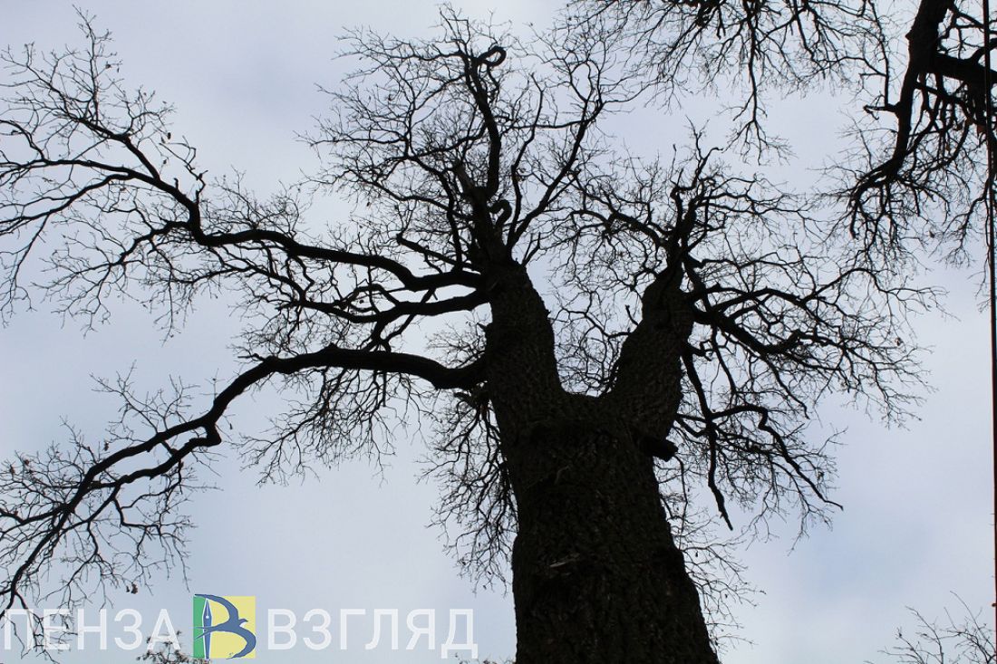 В Пензенской области на дереве повесили собаку