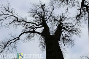 В Пензенской области на дереве повесили собаку