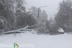 В Пензе из-за снегопада на машины повалились деревья. Фото