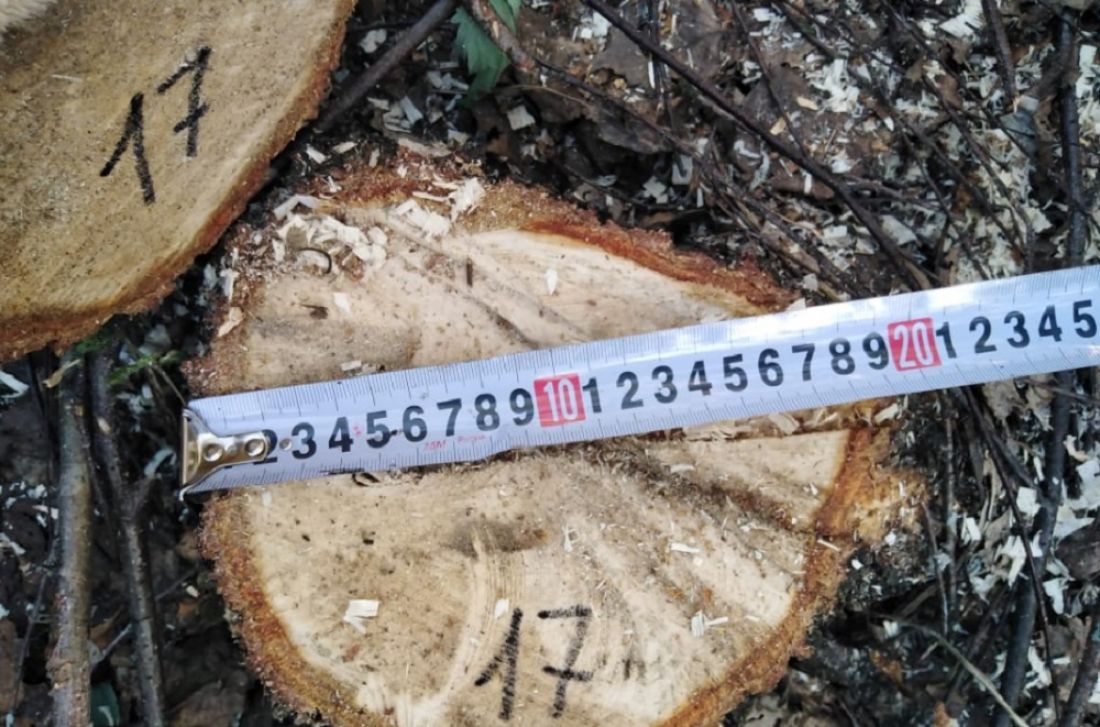 В Пензе незаконно вырубили деревьев почти на 300 тысяч рублей