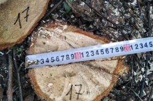 В Пензе незаконно вырубили деревьев почти на 300 тысяч рублей
