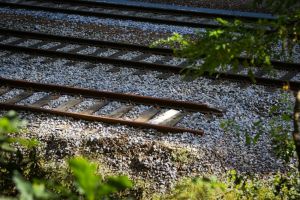 В Пензенской области поезд сбил лося