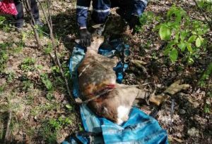 В Пензе спасатели освободили из решетки истощенную косулю