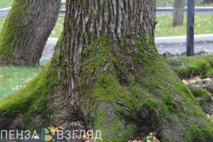 В пензенском поселке Монтажный иномарка врезалась в дерево