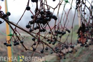 В Пензенской области похолодает до плюс 1 градуса