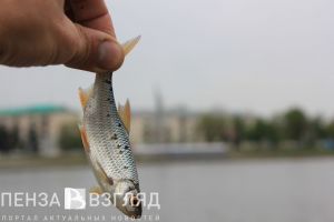 В Пензе решили прекратить уголовное преследование бомжа, поймавшего три плотвы