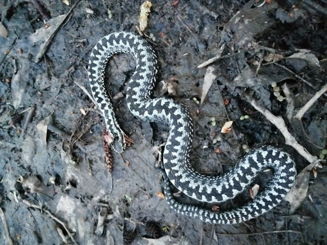 Змеи в пензенской области виды фото и названия