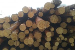 Житель Пензенской области незаконно нарубил сосен на один миллион рублей