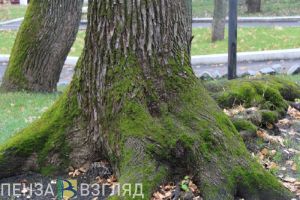 В городе Кузнецк-12 иномарка врезалась в дерево: есть пострадавшие
