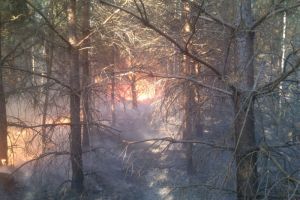 В выходные в Пензенской области горел лес