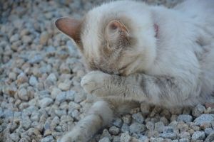 Пензячка хотела эпилятор, а получила наполнитель для кошачьего туалета