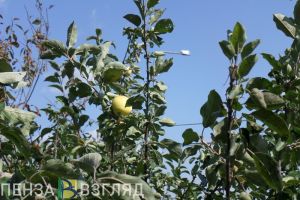 Цены на некоторые продукты в Пензенской области самые низкие в ПФО