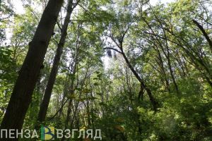 Пенсионер, заблудившийся в Пензенской области, три дня питался ягодами