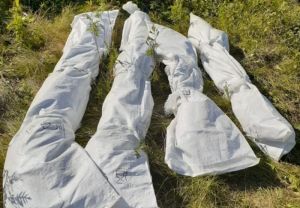В лесу в Пензенской области нашлась плантация конопли