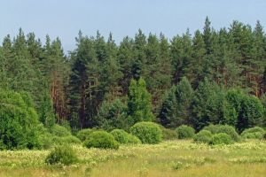 В Пензенской области выявлено грубое нарушение в лесу