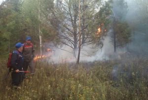 В Пензенской области потушили тридцать второй лесной пожар