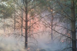 В Земетчинском районе Пензенской области вспыхнул лес