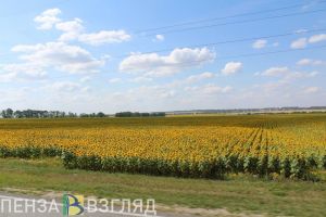 Температурный скачок ждет жителей Пензенской области перед выходными