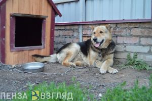 В Пензе ищут хозяев для милых животных