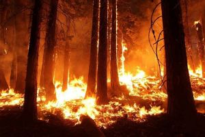 В Пензенской области лесам угрожают пожары
