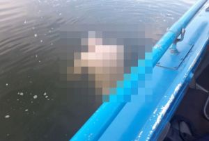 В Терновском затоне Пензы обнаружен труп мужчины