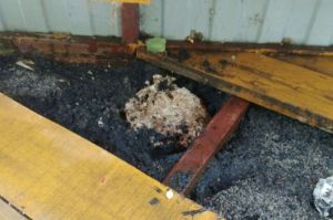Безопасности детей в пензенском саду угрожало осиное гнездо