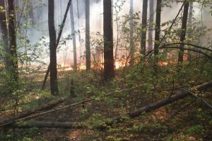 В Пензенской области ликвидировано 46 лесных пожаров