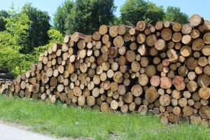 В Пензенской области лесничий в корыстных целях нанес вред государству в 2,4 миллиона рублей