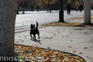 Стало известно, какая погода ждет пензенцев в преддверии выходных