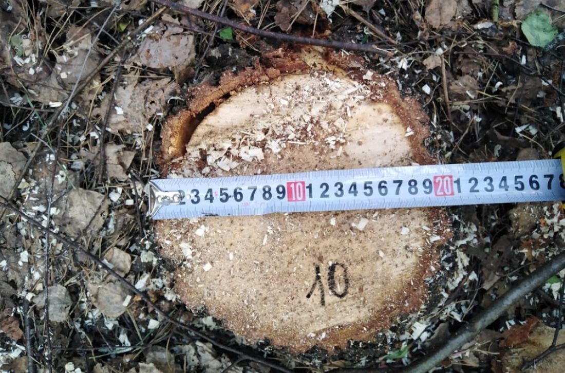 В Пензенской области незаконно срубили деревьев на 900 тысяч рублей