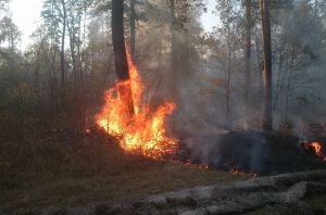 В Сердобском районе Пензенской области ликвидированы лесные пожары