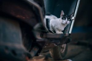 В Пензенской области беспечный ездок докатался до уголовного дела