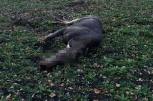 В Пензенской области насмерть сбили лося
