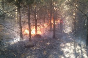В Пензенской области за сутки потушили два крупных лесных пожара