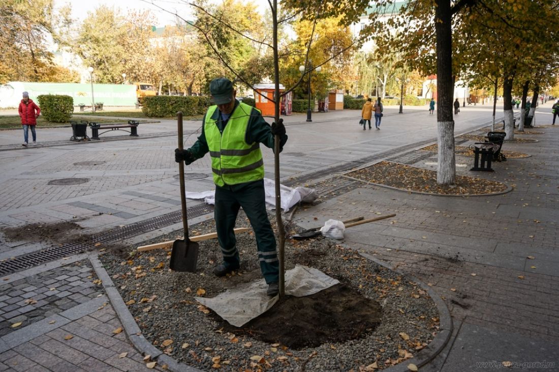 В Пензе на Московской улице высаживают трехметровые саженцы лип